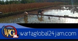 Babinsa Koramil 0825/13 Singojuruh Bantu Petani Merawat Tanaman Padi Guna Mensukseskan Ketahanan Pangan Nasional